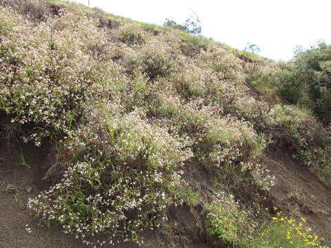 صورة Ageratina riparia (Regel) R. King & H. Rob.