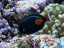 Image of Achilles Tang