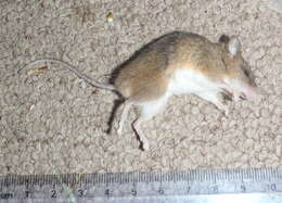 Image of Kreb's African Fat Mouse -- Krebs' Fat Mouse
