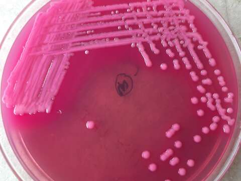 Sivun Klebsiella V. B. A. Trevisan 1885 kuva