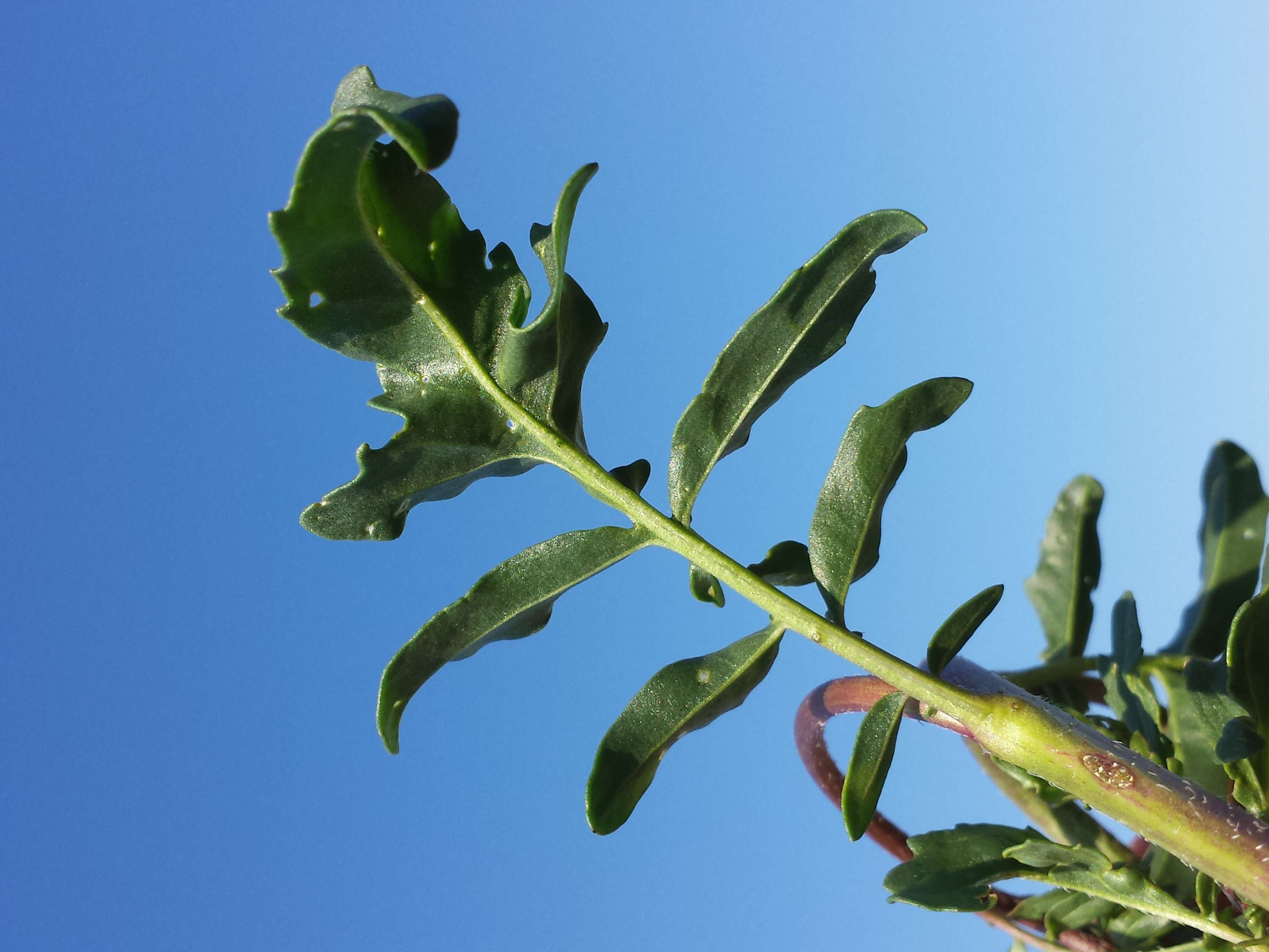 Plancia ëd Eruca vesicaria subsp. sativa (Mill.) Thell.