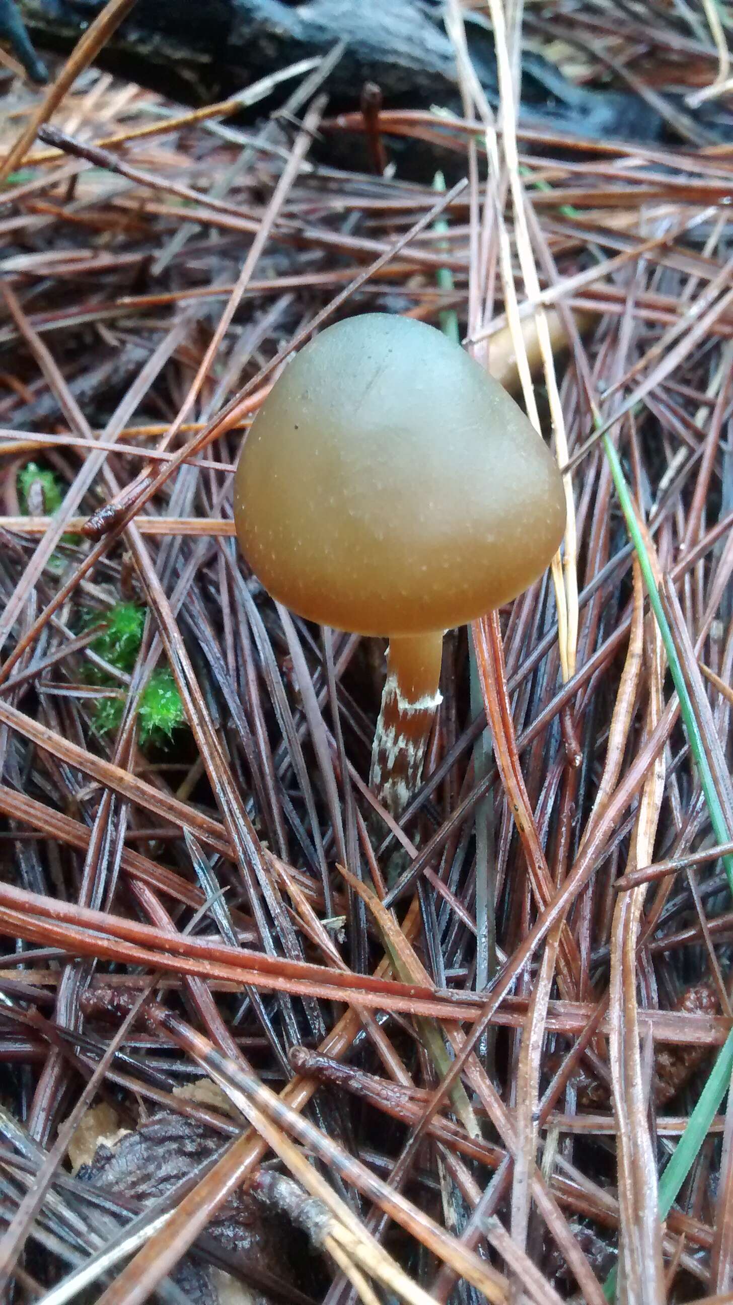 Image of Psilocybe aucklandiae Guzmán, C. C. King & Bandala 1991