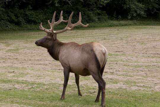 Cervus canadensis roosevelti的圖片