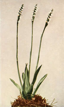 Image of Shining Ladies'-Tresses