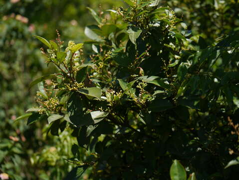 Image of Zanthoxylum ovalifolium Wight