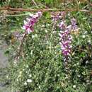 Imagem de Indigofera pendula Franch.