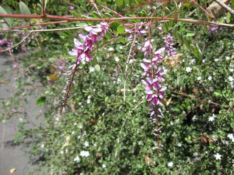 Imagem de Indigofera pendula Franch.