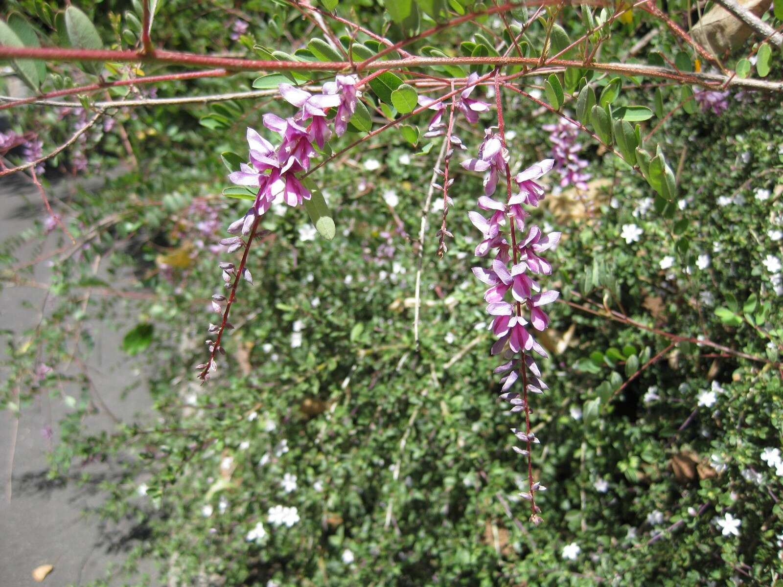 Sivun Indigofera pendula Franch. kuva