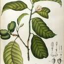 Image of Magnolia montana (Blume) Figlar