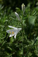 Image of St. Bruno's Lily