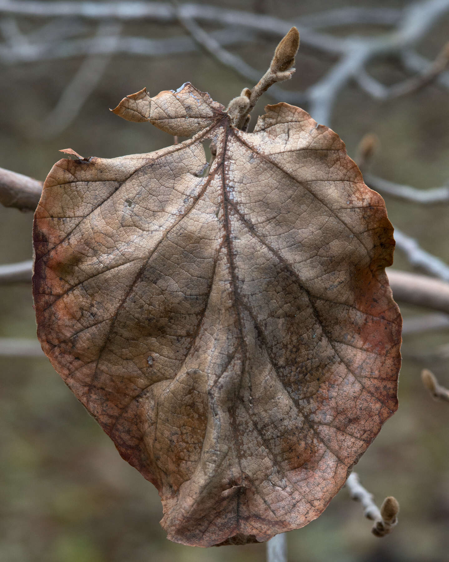 Hamamelis mollis Oliv. resmi