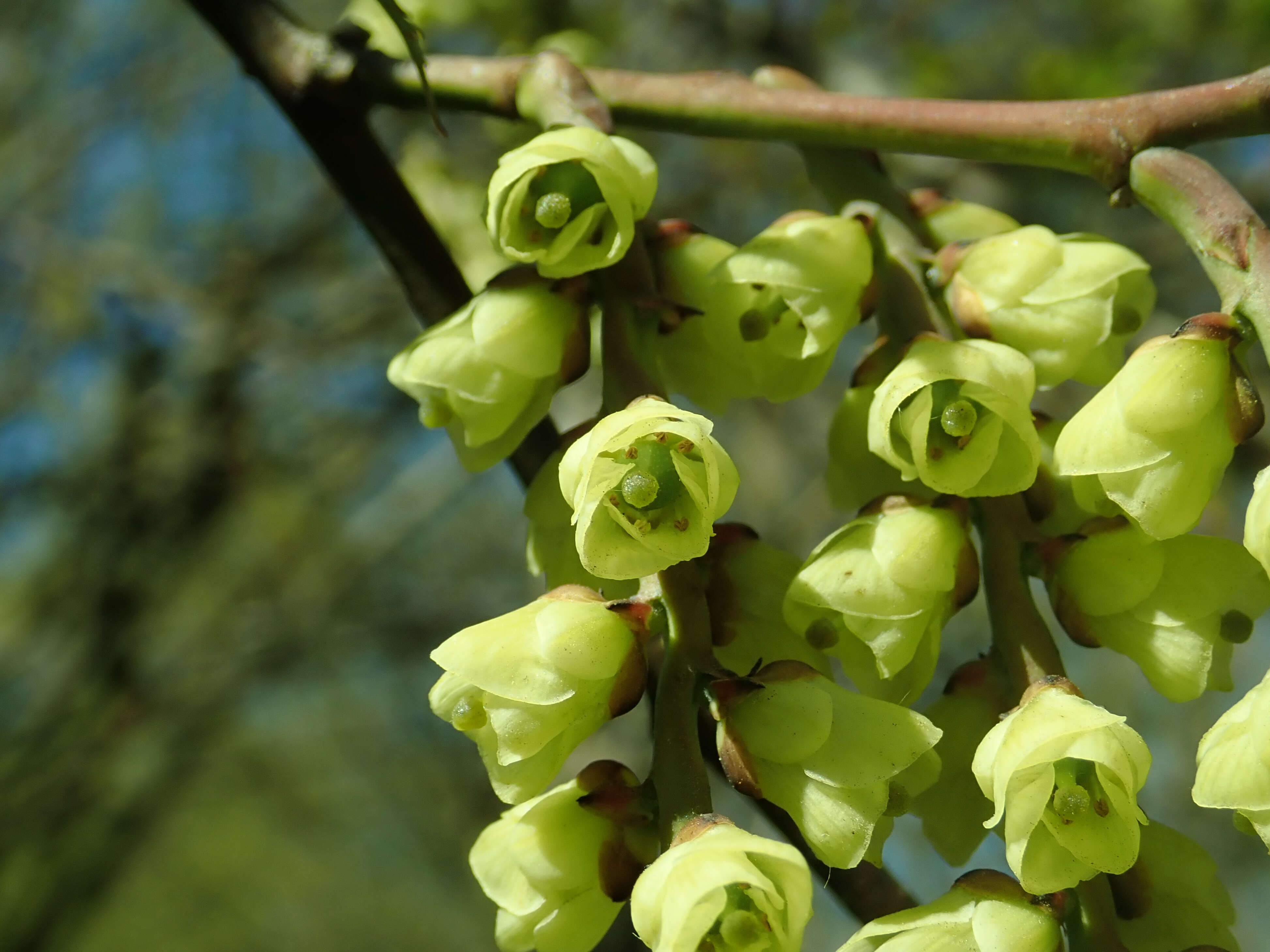 Image of Stachyurus praecox Sieb. & Zucc.