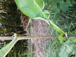 Image of Elecampane