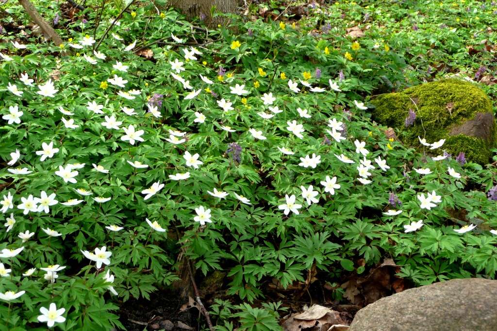 Imagem de Anemone nemorosa L.