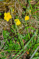 Image of Common Rock-rose