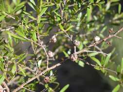 Imagem de Leptospermum sejunctum J. Thompson