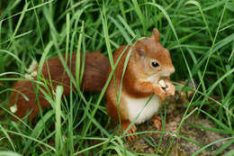 Image of Eurasian red squirrel