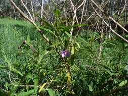 Image of Large Kangaroo Apple