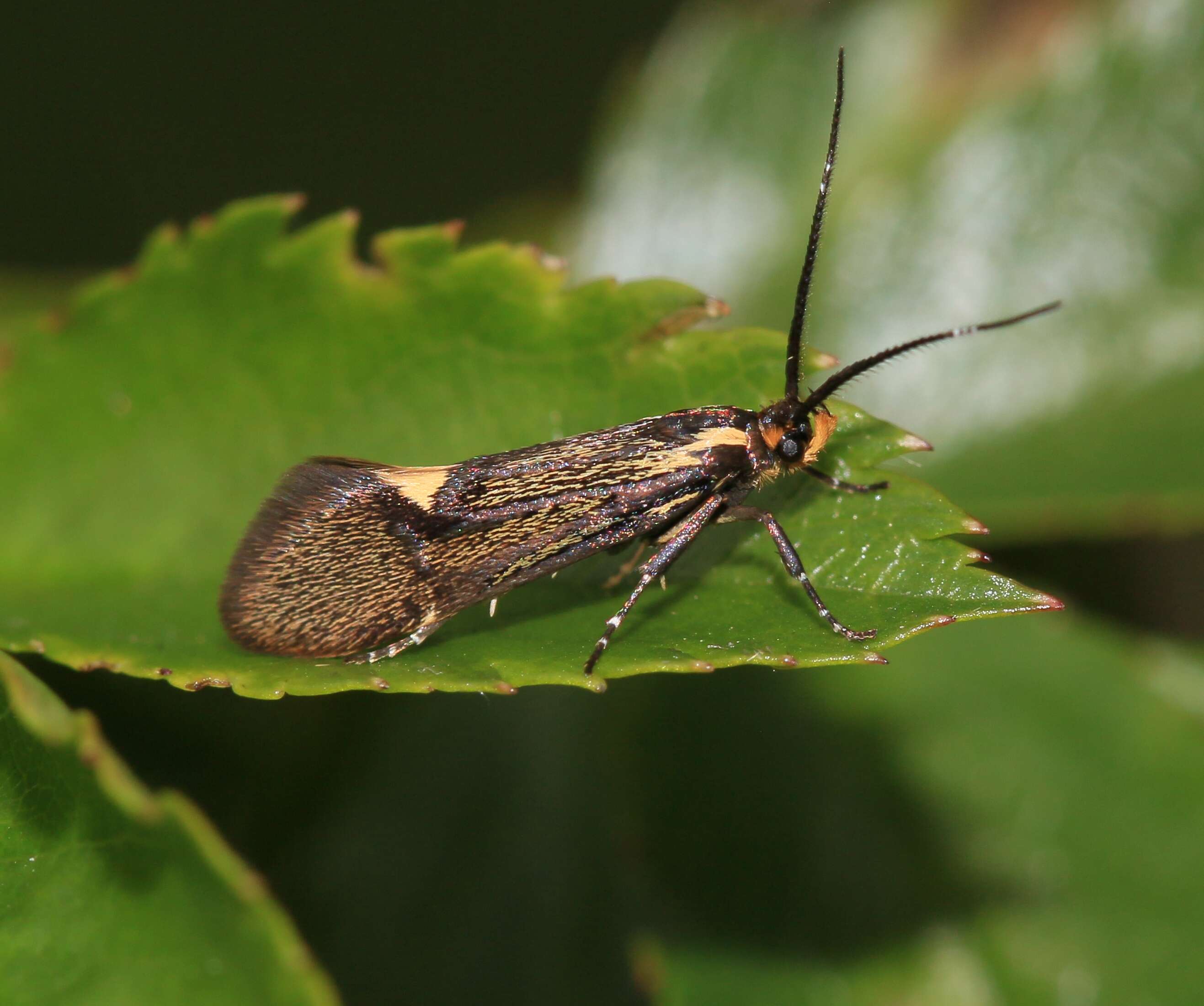 Plancia ëd Esperia sulphurella