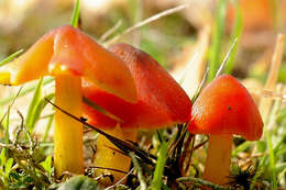 Image de Hygrophore conique