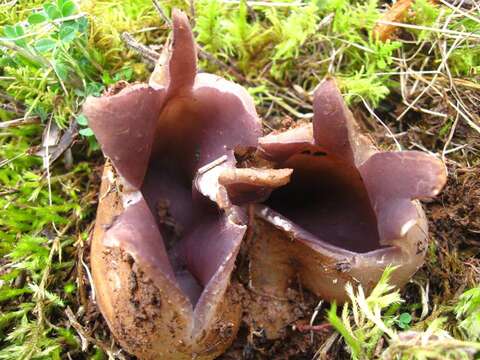 Imagem de Sarcosphaera coronaria (Jacq.) J. Schröt. 1893