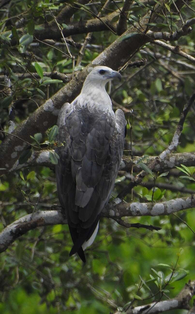 Image of White-bellied Sea Eagle