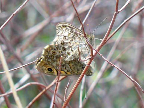 Image of Lasiommata megera