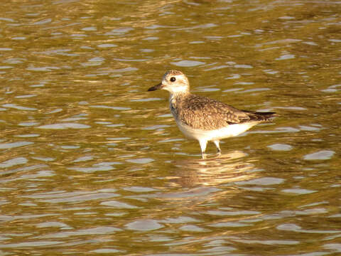 Image of Pluvialis Brisson 1760