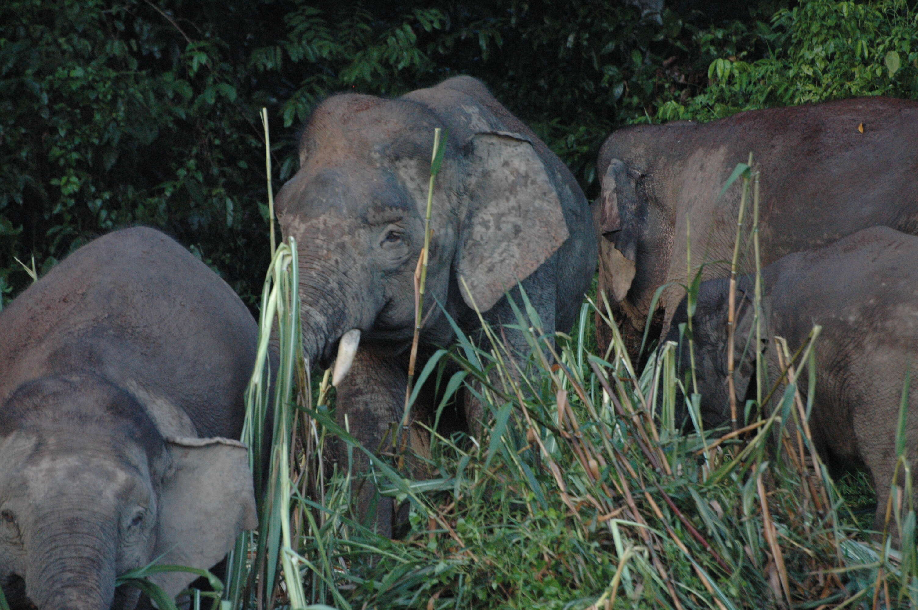 Image of Borneo elephant