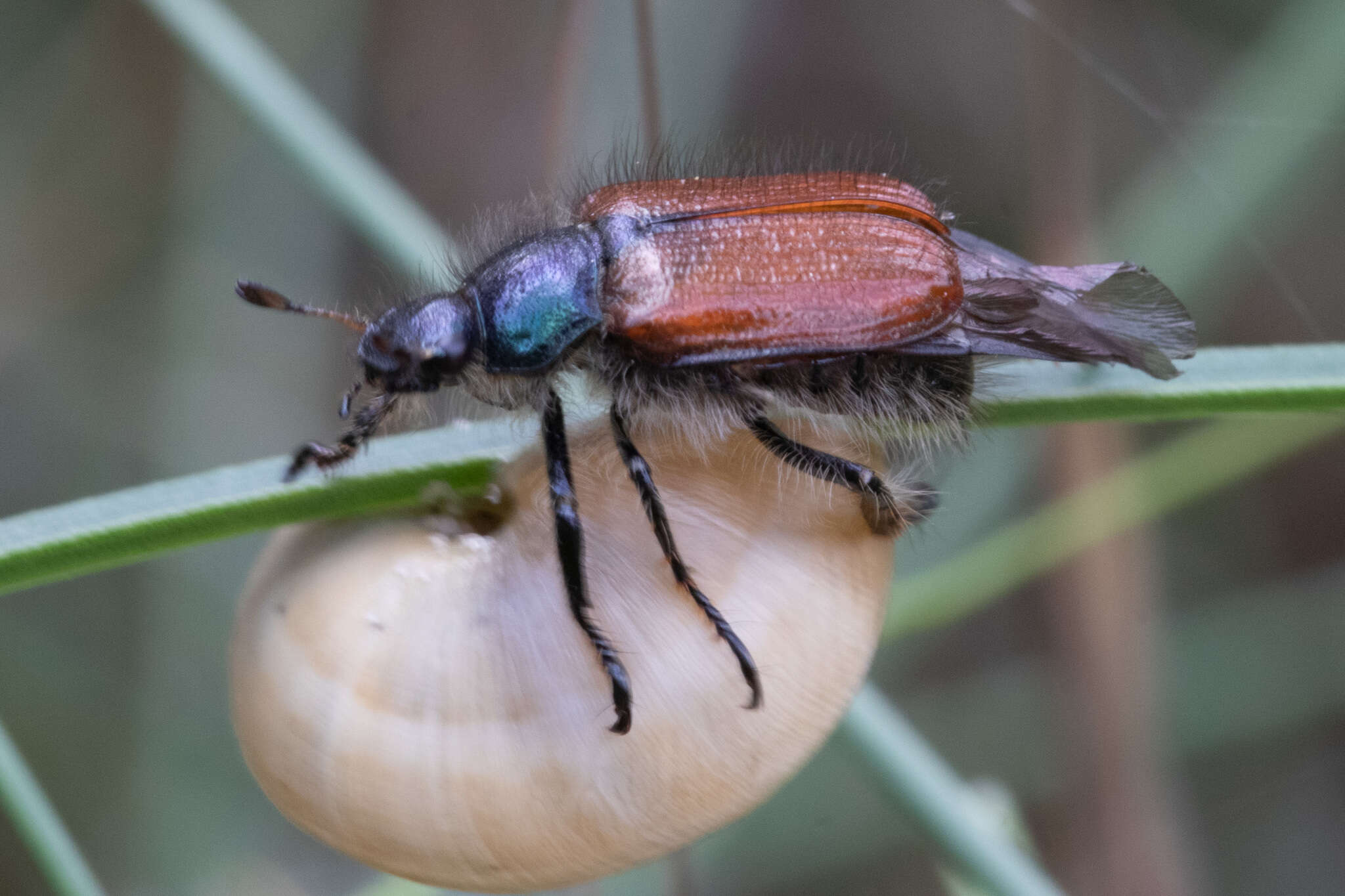 Image of Phyllopertha