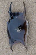 Image of Thornback skate