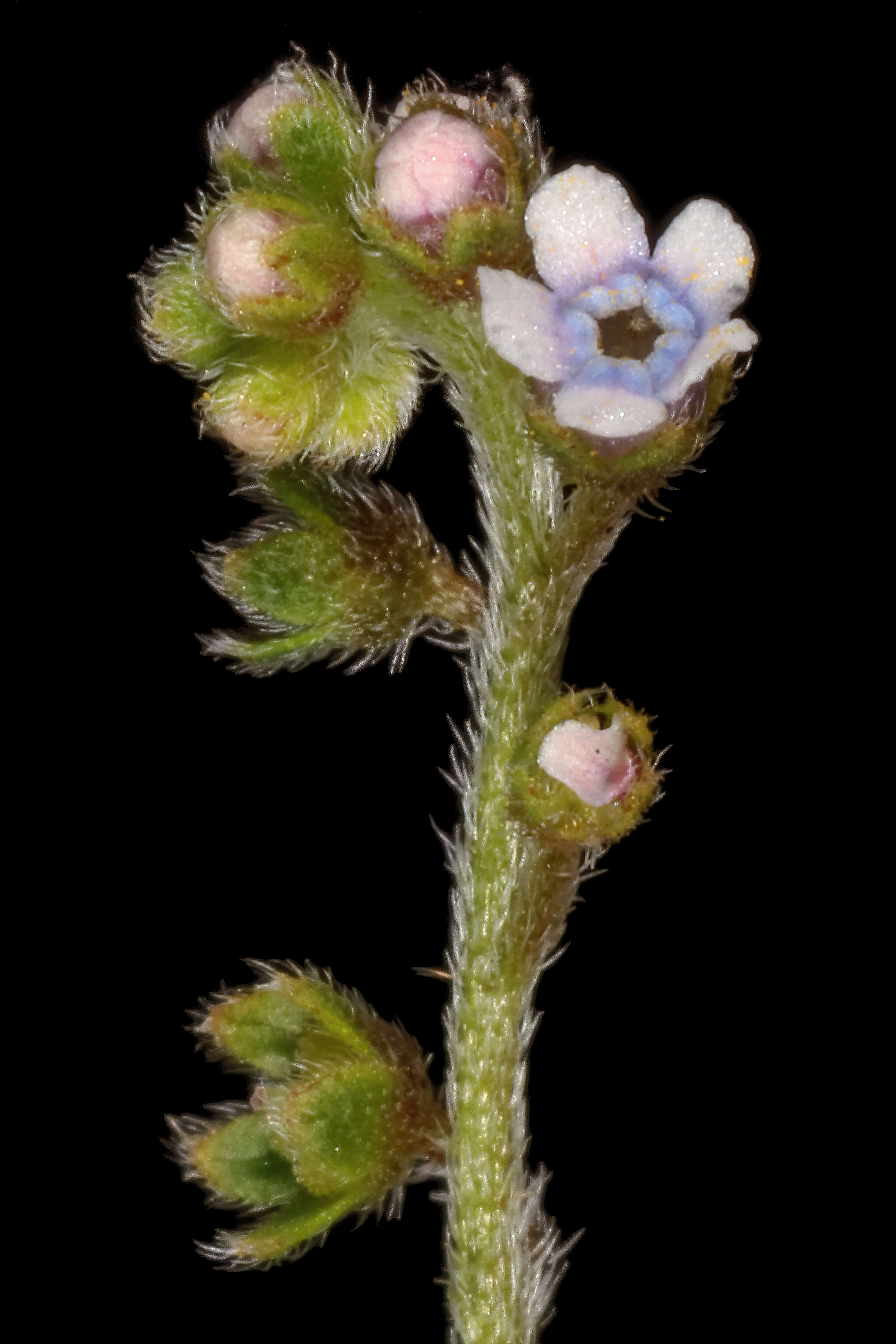 Image of Cynoglossum lanceolatum Forskál