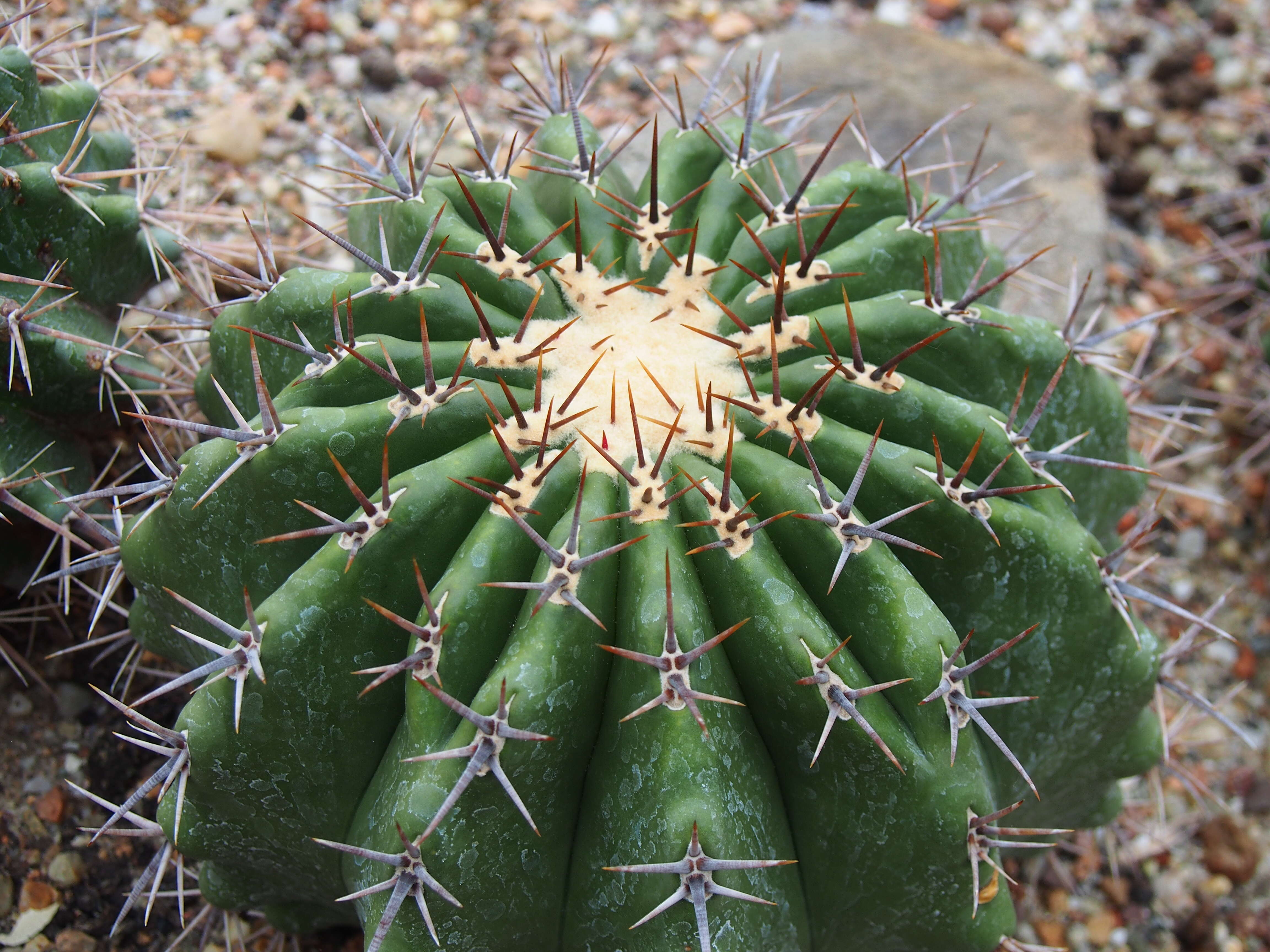 Image of Cactus