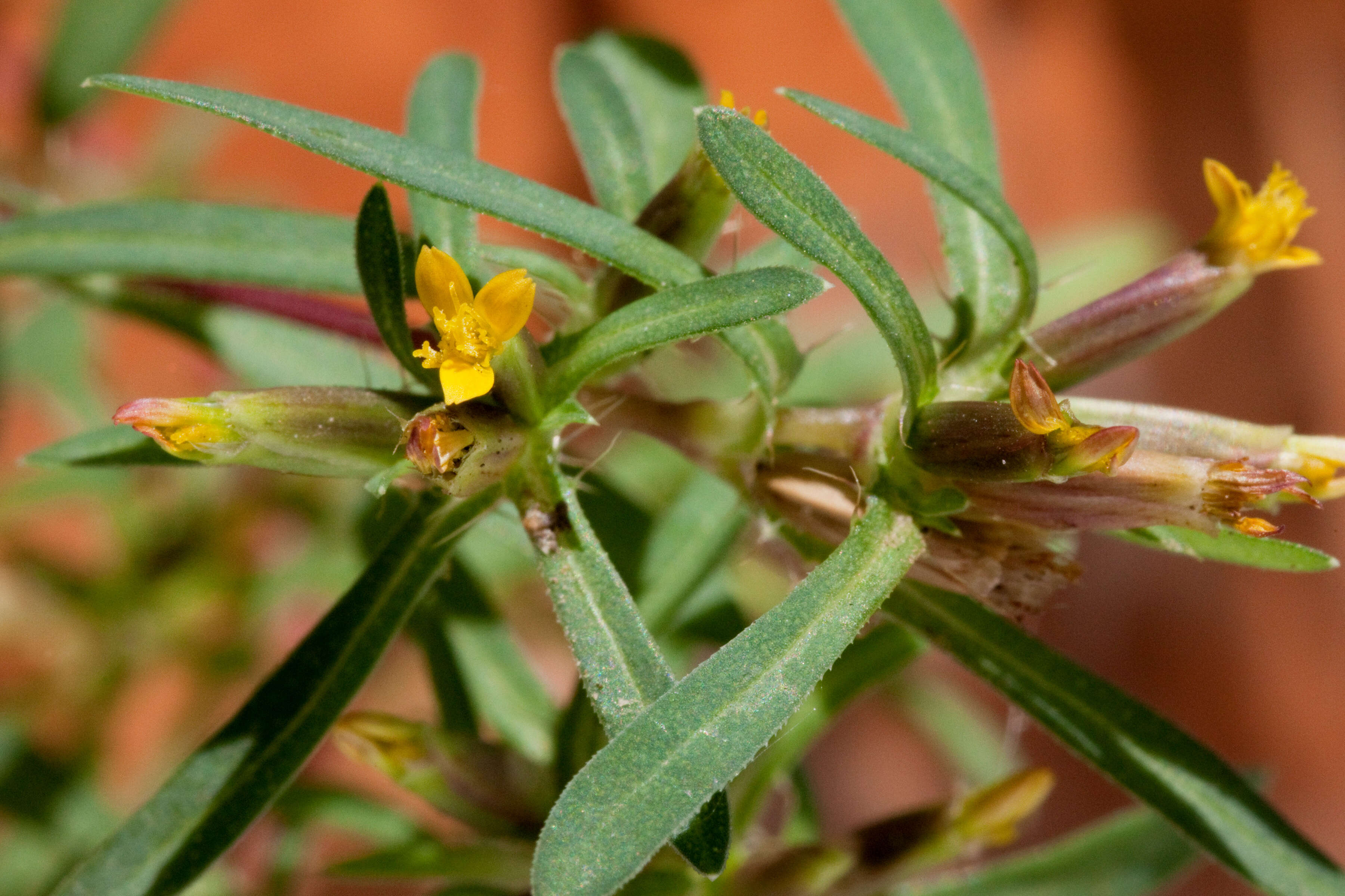 Слика од Pectis cylindrica (Fern.) Rydb.