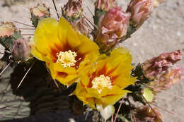 Image of Black-spined pricklypear