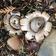 Image of Geastrum saccatum