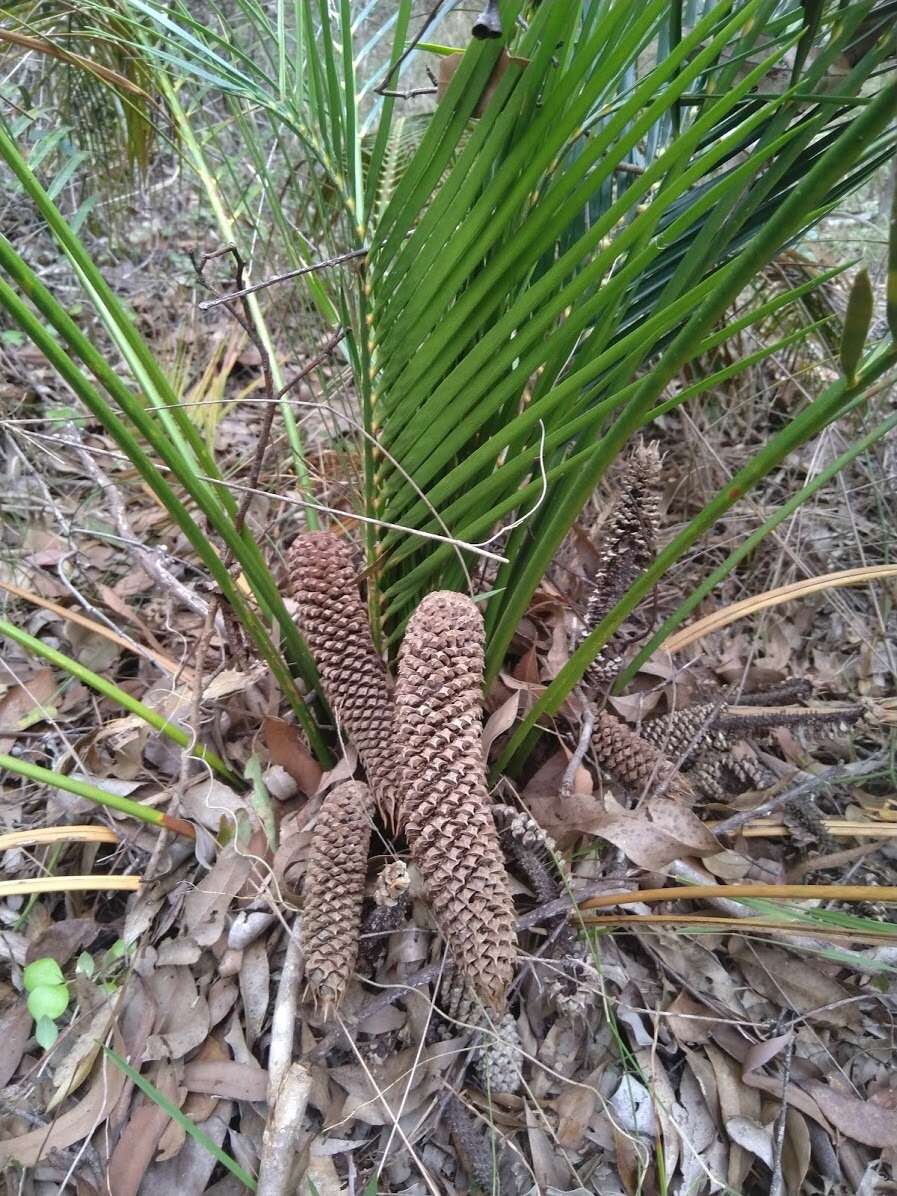 Image of Macrozamia mountperriensis F. M. Bailey