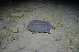 Image of Malayan Soft-shelled Turtle