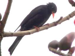 Image de Bulbul noir