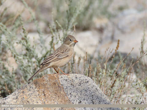 Image of Grey-necked Bunting