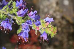 Imagem de Echium vulgare L.