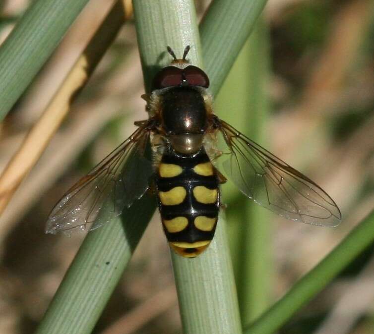 Image of Eupeodes luniger (Meigen 1822)