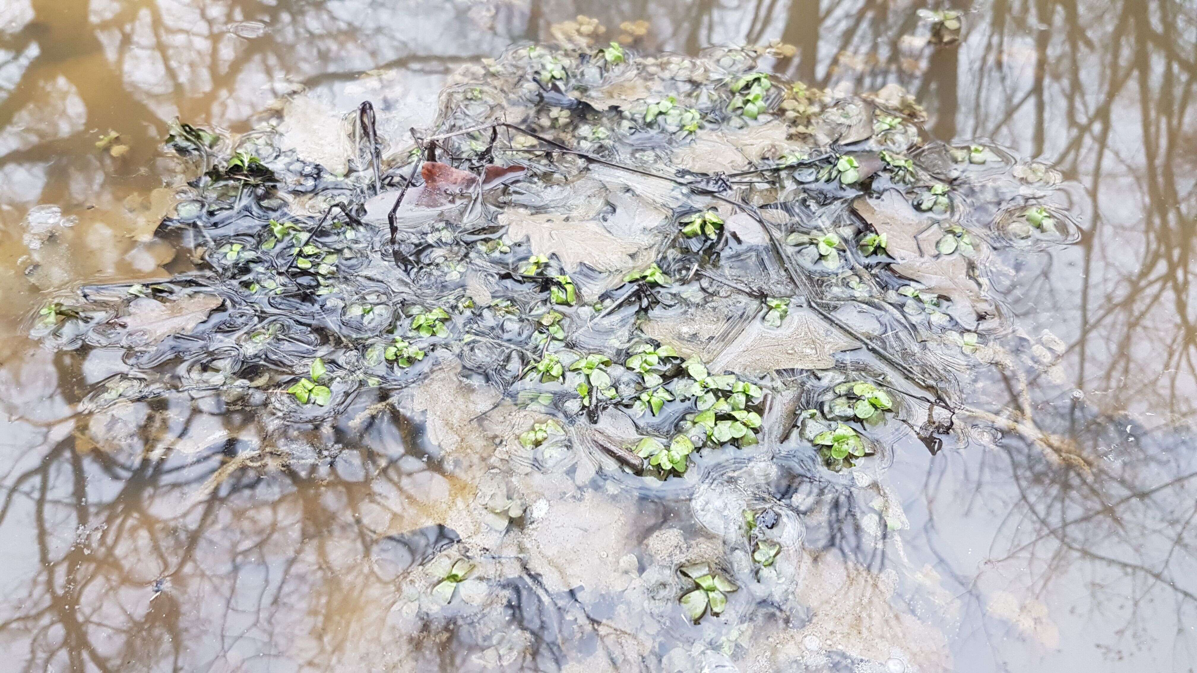 Image of Spatulaleaf Loosestrife