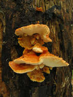 Image of Pycnoporellus fulgens (Fr.) Donk 1971