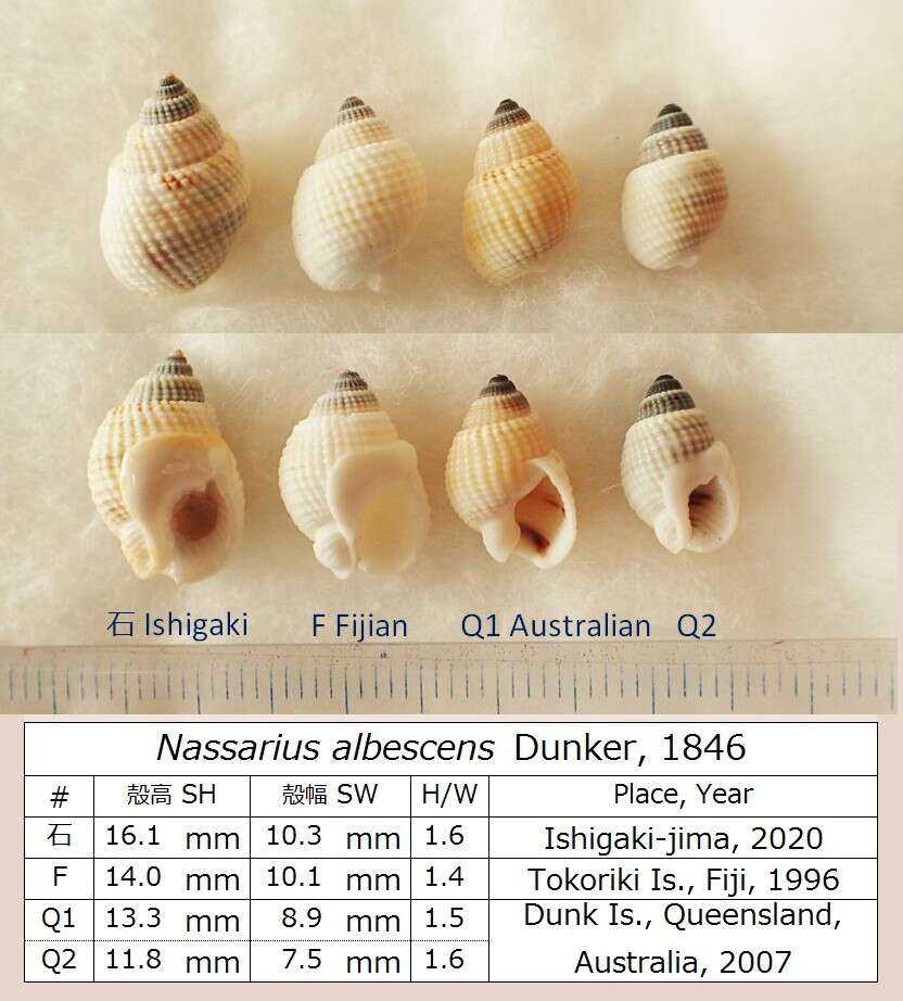 Image of nassa mud snails