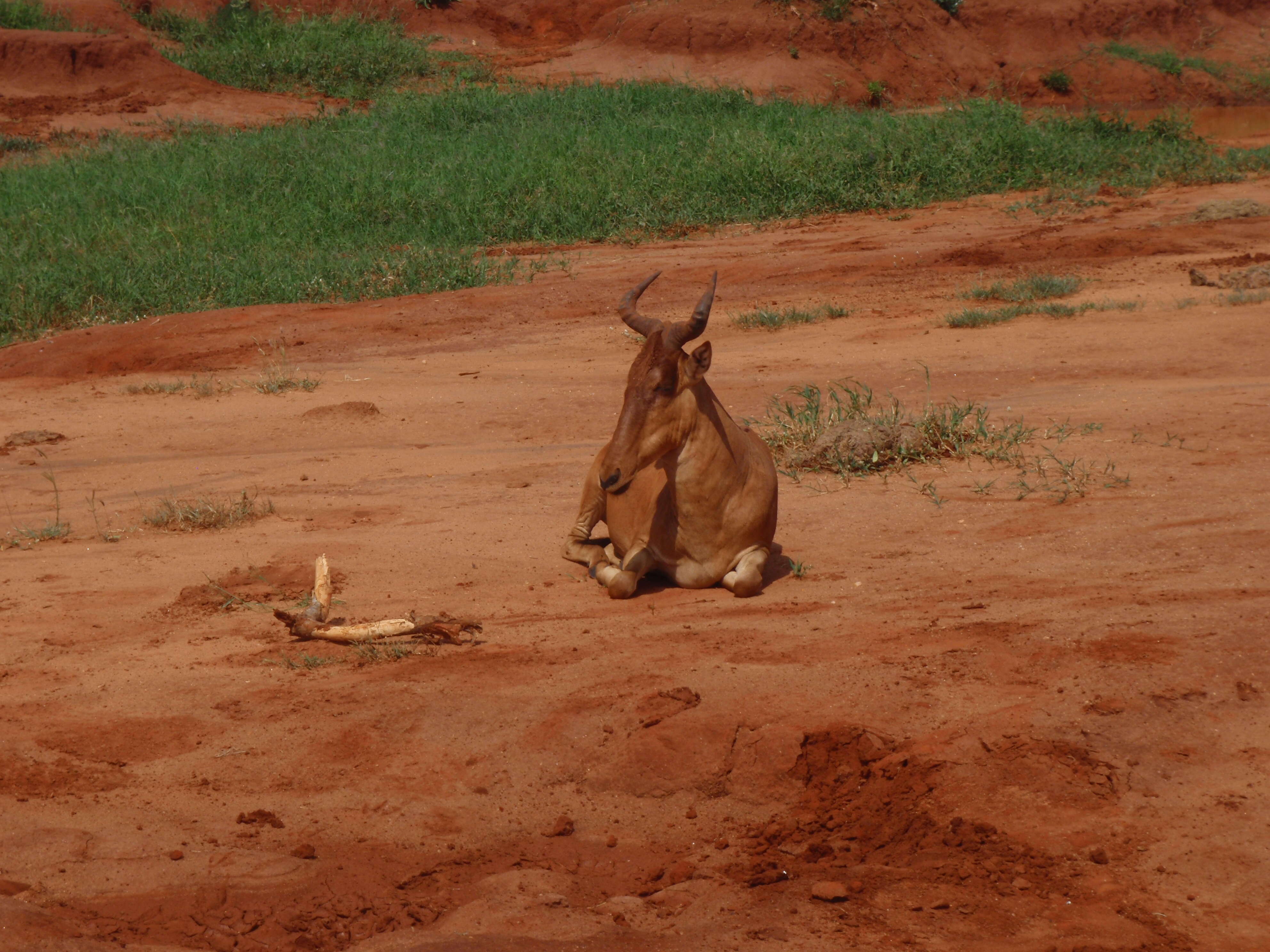 Image of Hartebeest