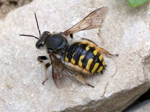 صورة Anthidium manicatum (Linnaeus 1758)