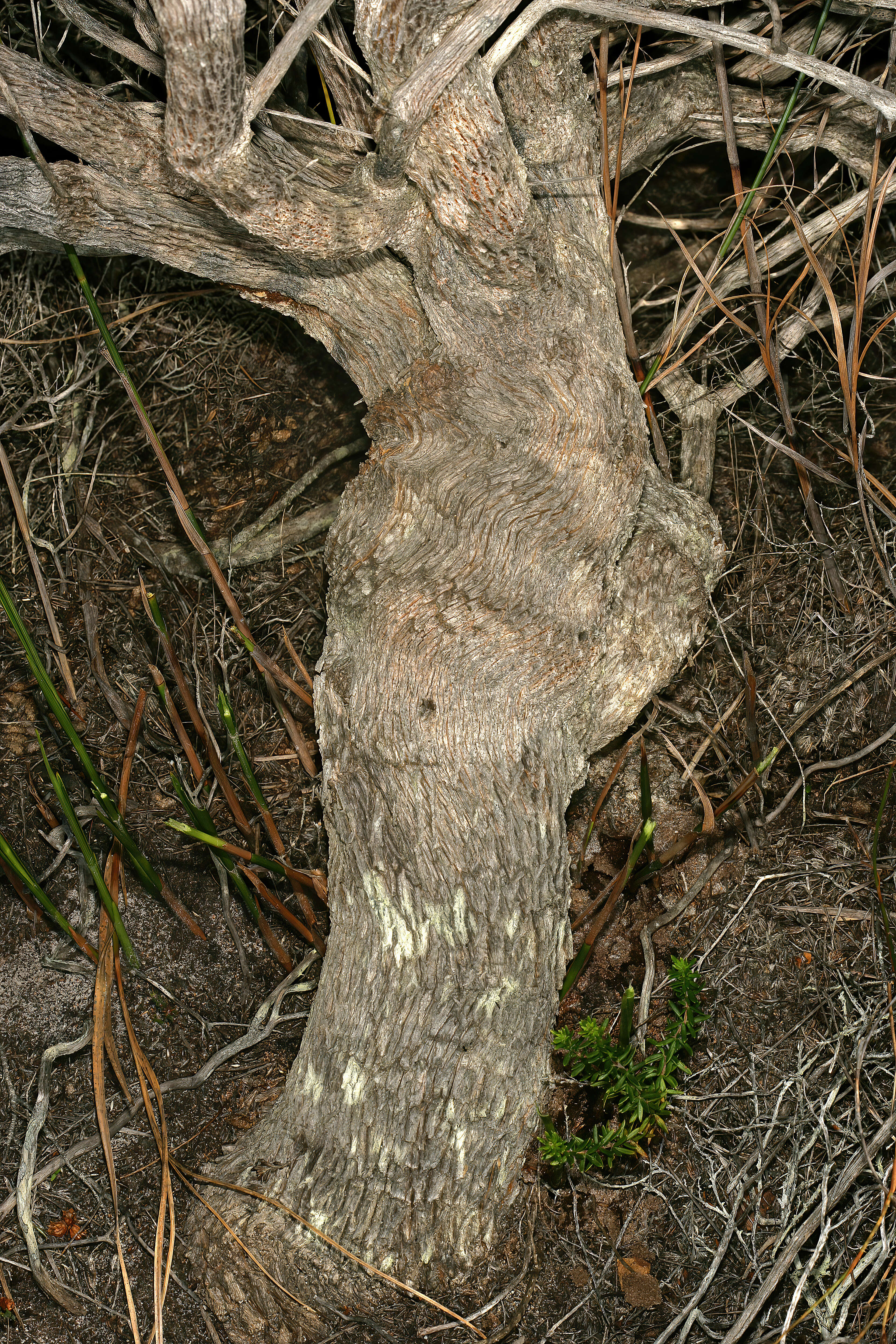 Image de Metalasia muricata (L.) R. Br.