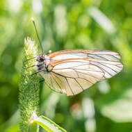 Image of Black-veined White