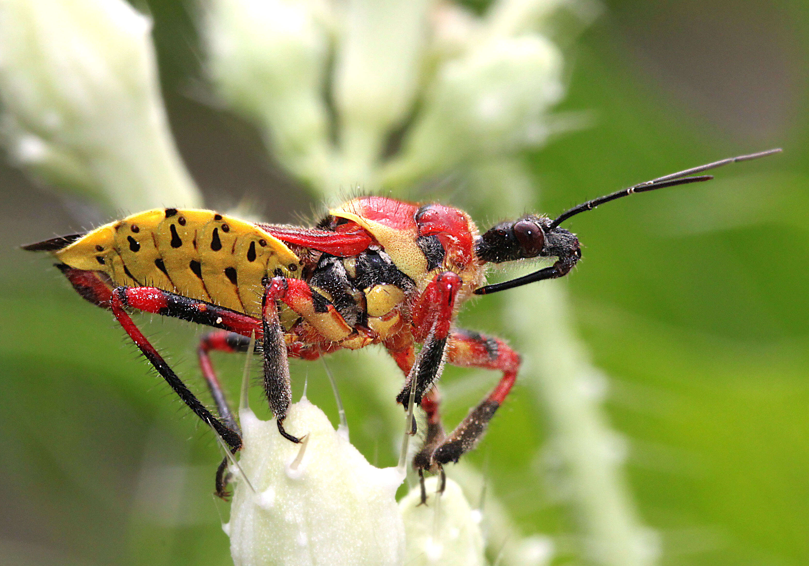 صورة Apiomerus flaviventris Herrich-Schaeffer 1846